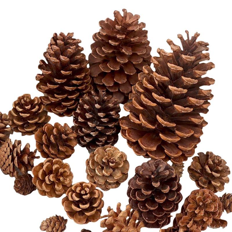 Pinhas Naturais Secas 5/10/20  - Dried Flower Bulk avaliação e preço