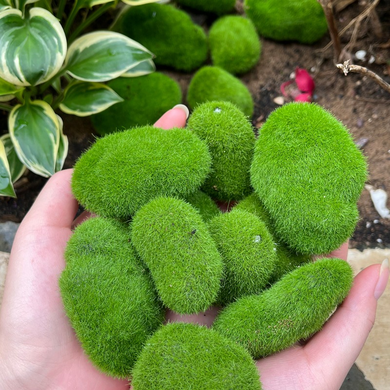 50/5 Peças de Pedras de Musgo  - Terrarium Moss Art avaliação e preço