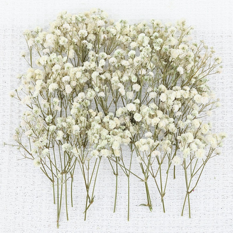 50 peças de flores de gipsófil - Dried Flower Bulk avaliação e preço